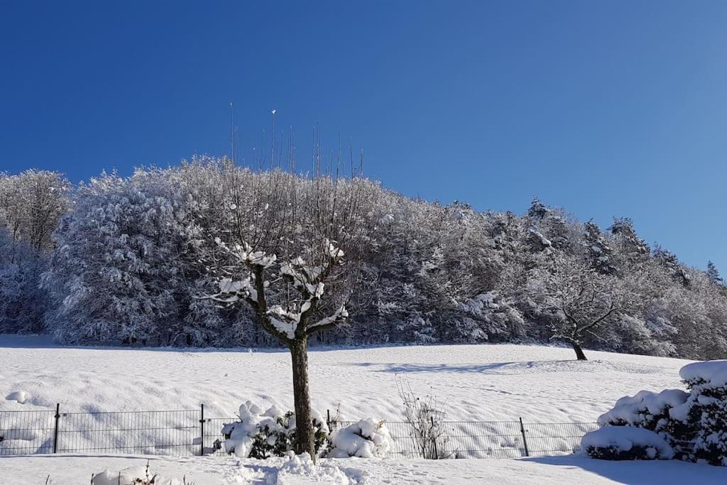 Ferienwohnung Talblick Im Schwarzwald Seelbach  Dış mekan fotoğraf